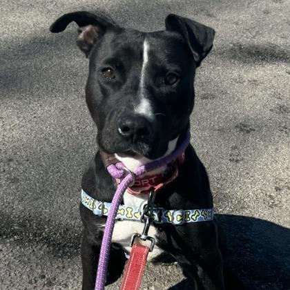 Tyson, a Adoptable mixed breed in Indianapolis, IN image 4/4