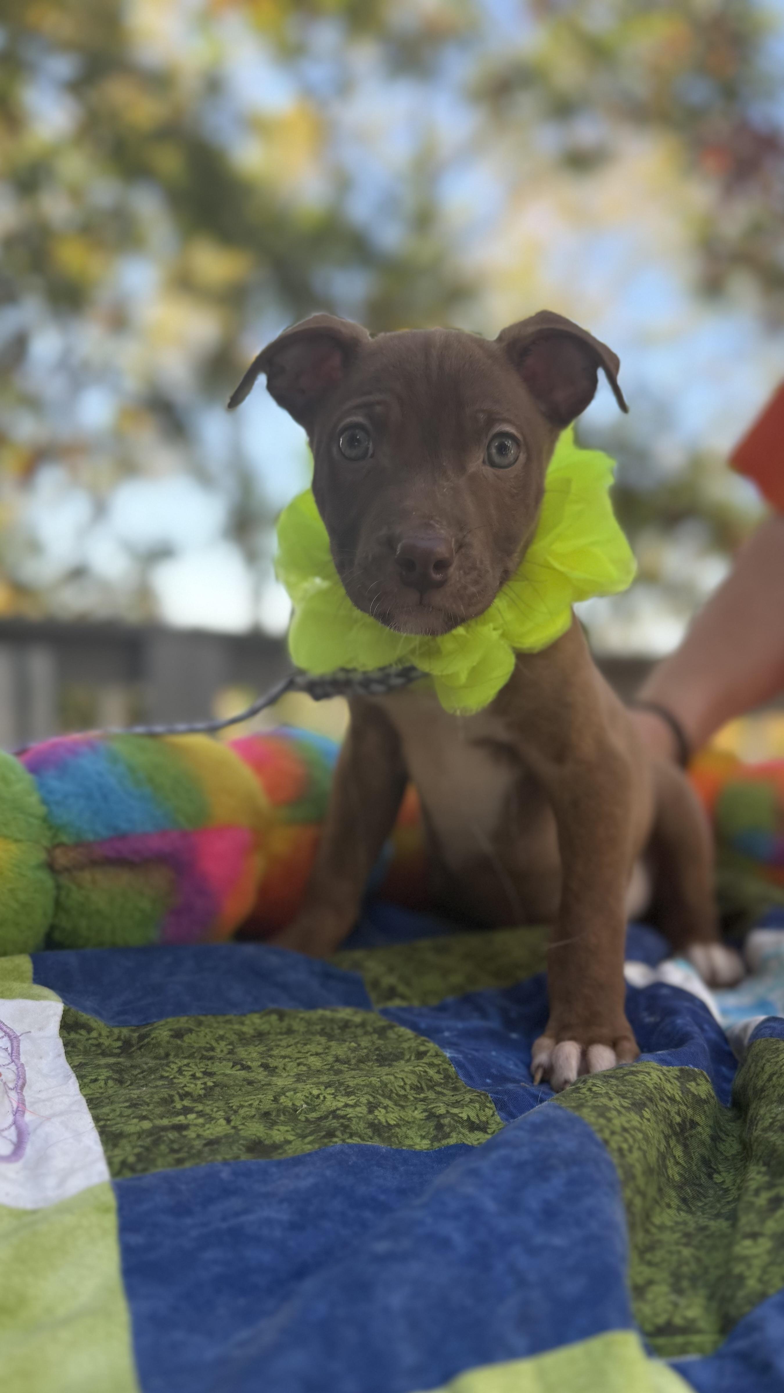Enlarge Cocoa, a Adoptable mixed breed in White Lake, MI image 5/5