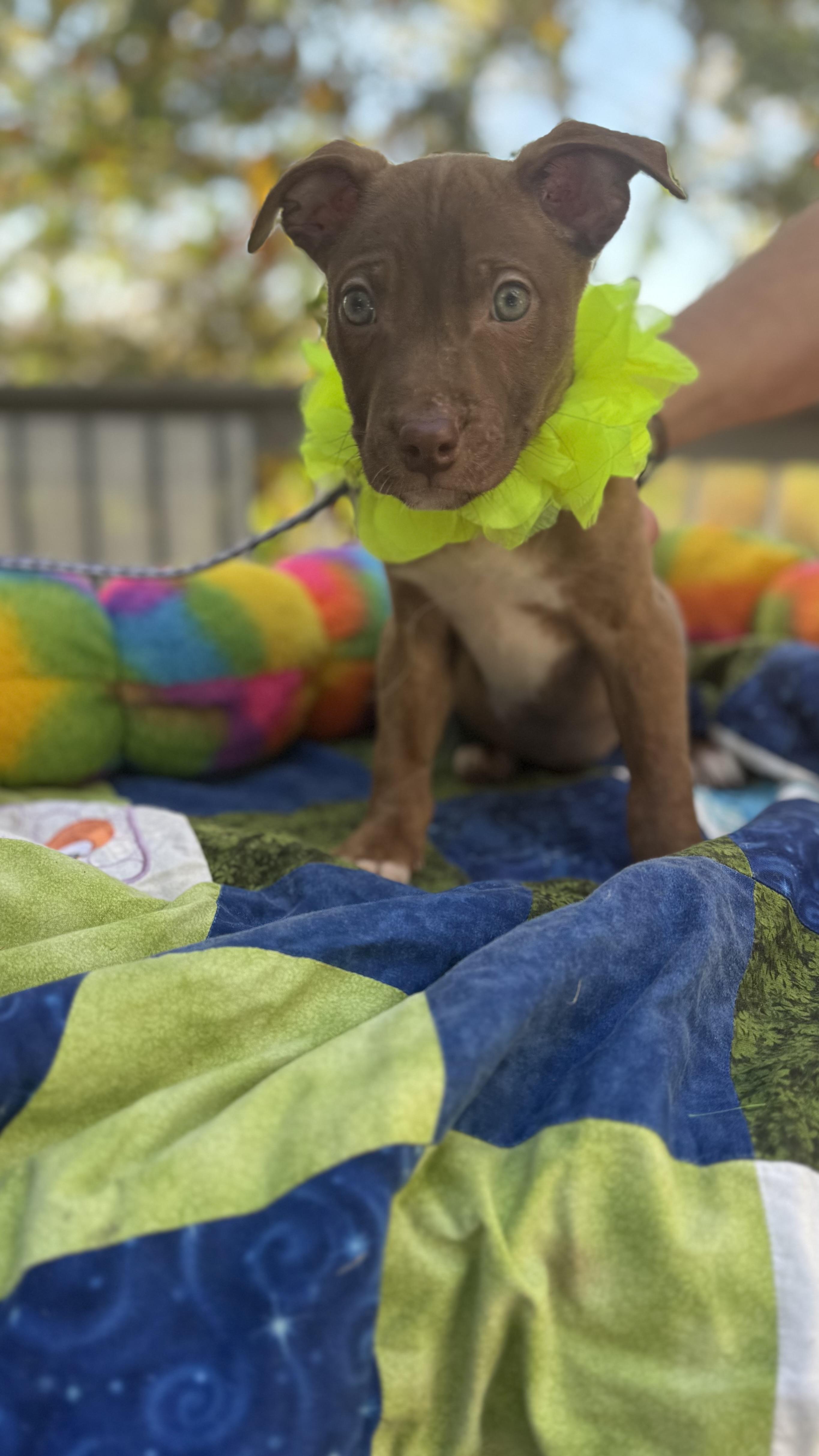 Enlarge Cocoa, a Adoptable mixed breed in White Lake, MI image 4/5