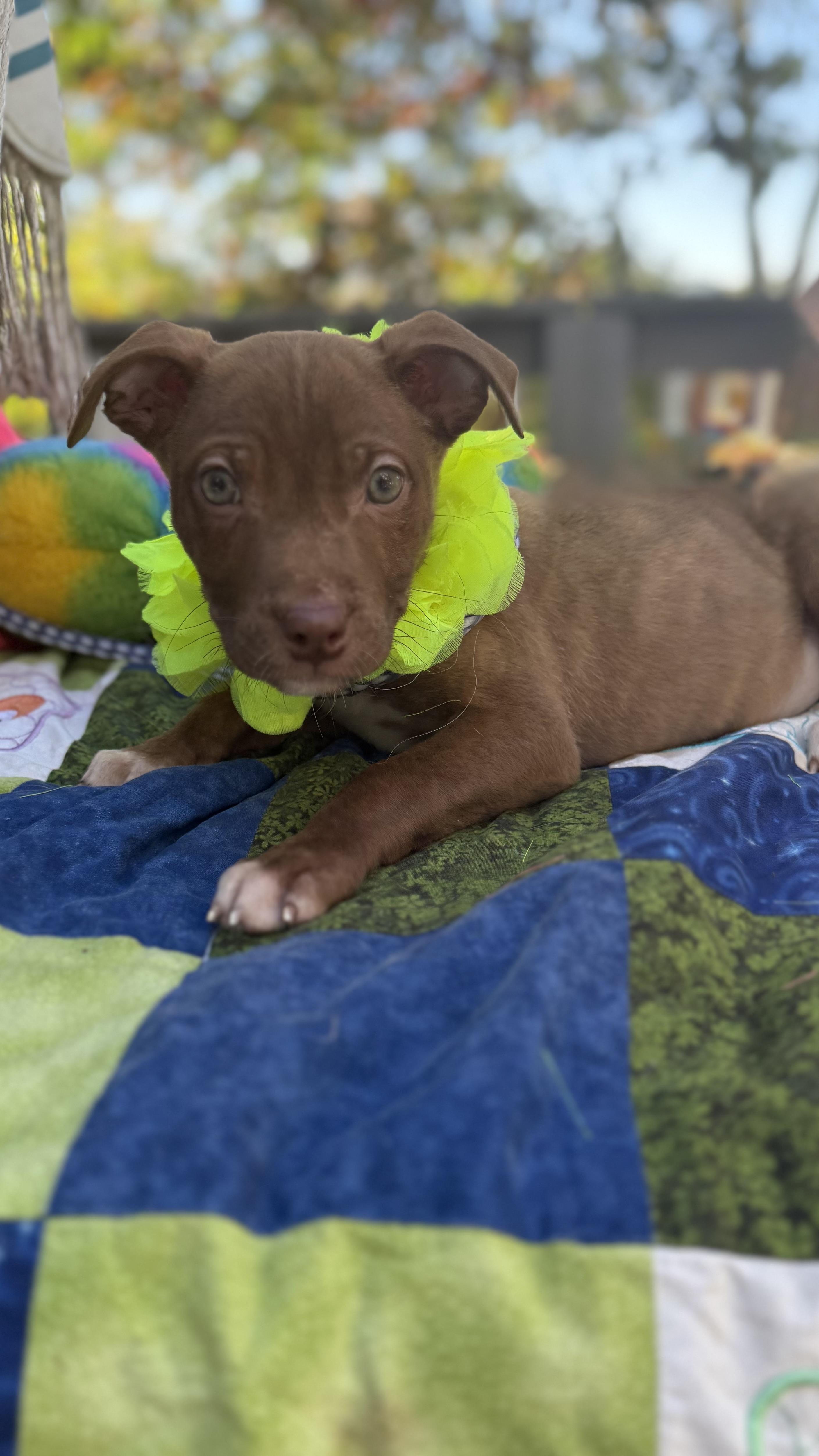 Enlarge Cocoa, a Adoptable mixed breed in White Lake, MI image 2/5