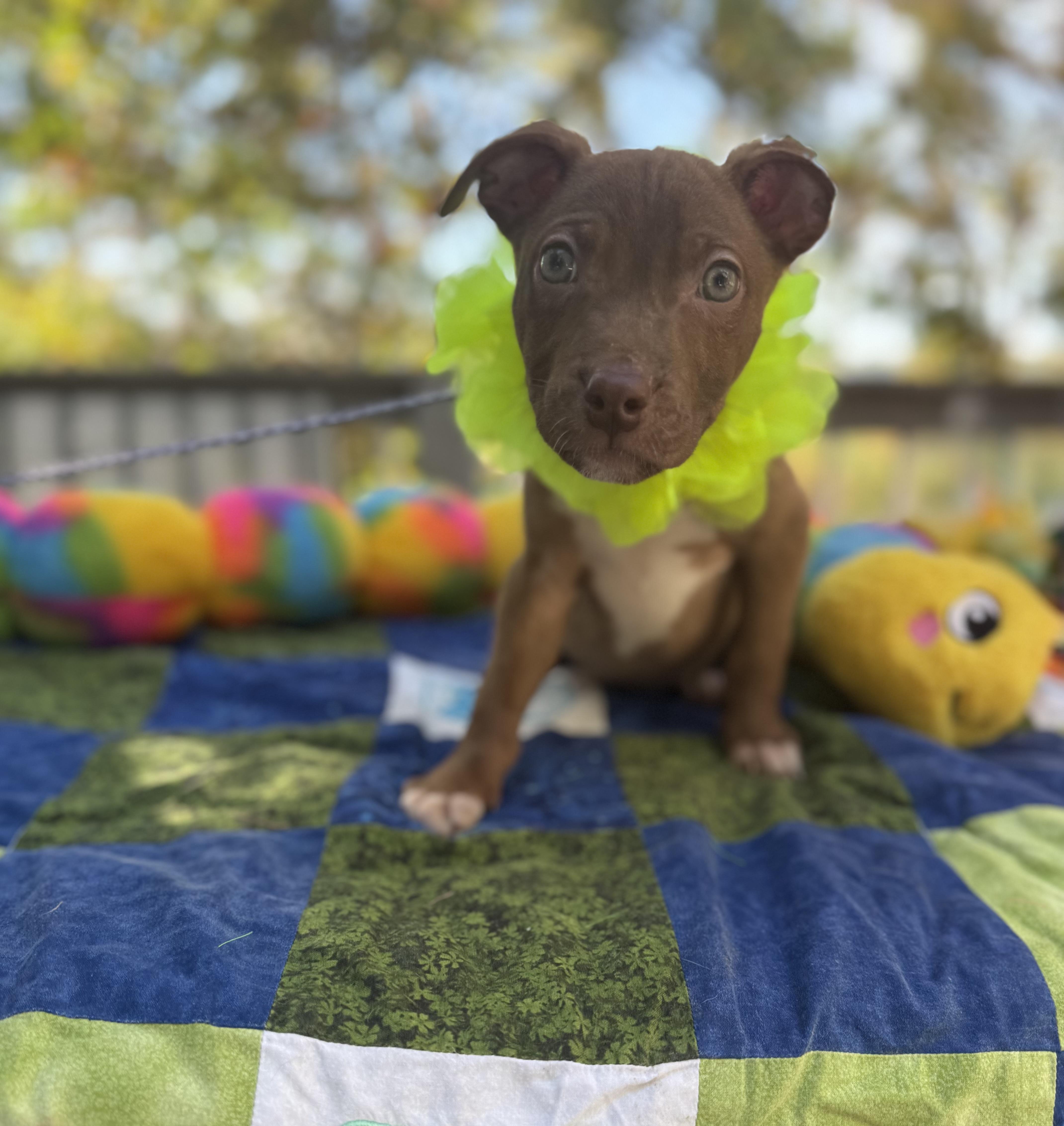 Cocoa, Adoptable, Puppy Male Boxer & Staffordshire Bull Terrier.