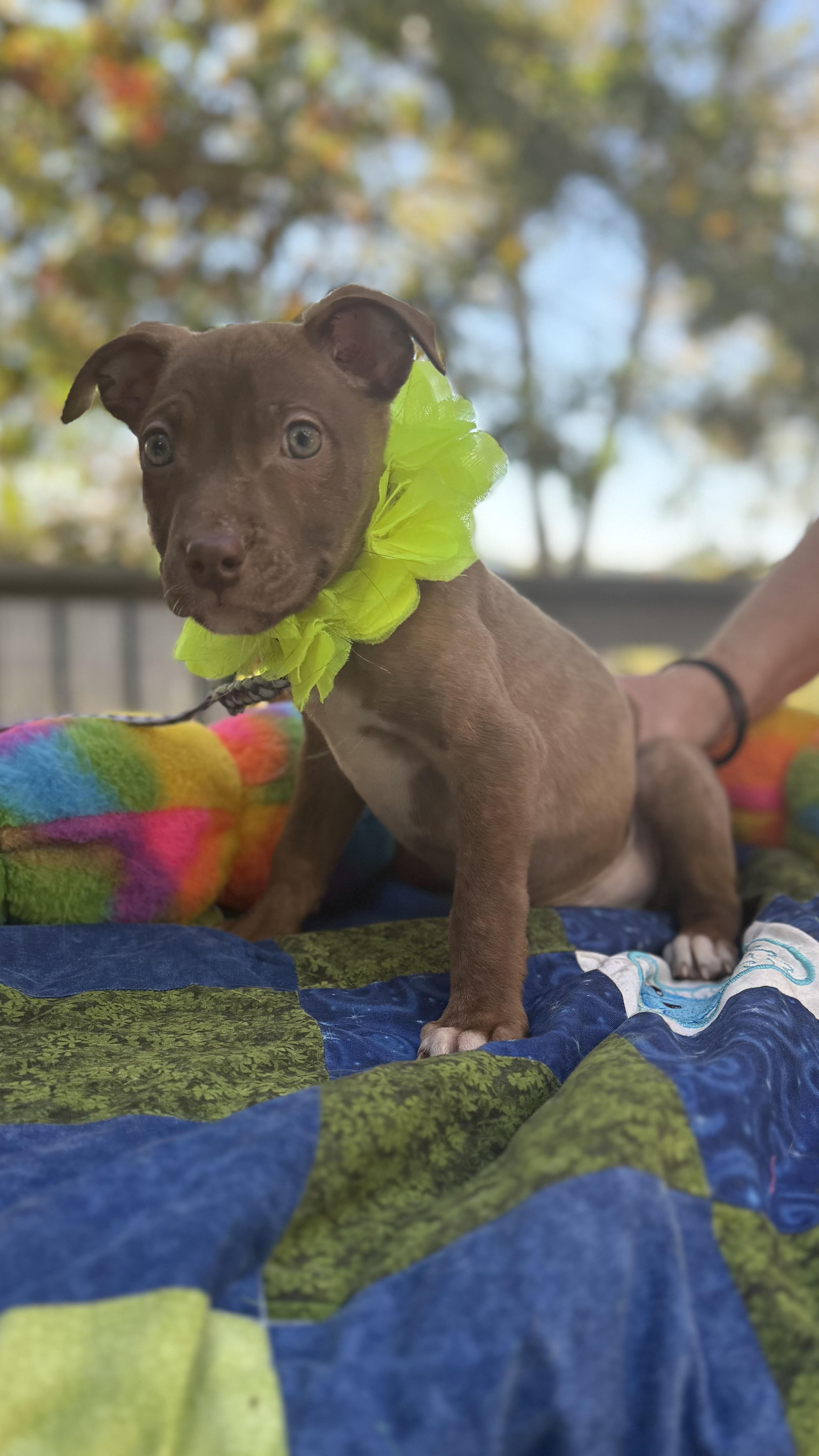 Enlarge Cocoa, a Adoptable mixed breed in White Lake, MI image 3/5