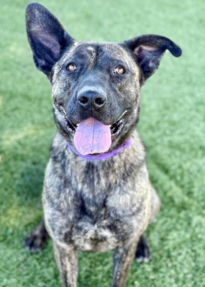 Roxie, Adult Female Bullmastiff
