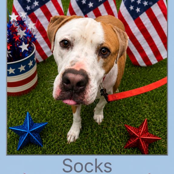 Enlarge Socks, a Adoptable Mixed Breed in Columbiana, AL image 1/3