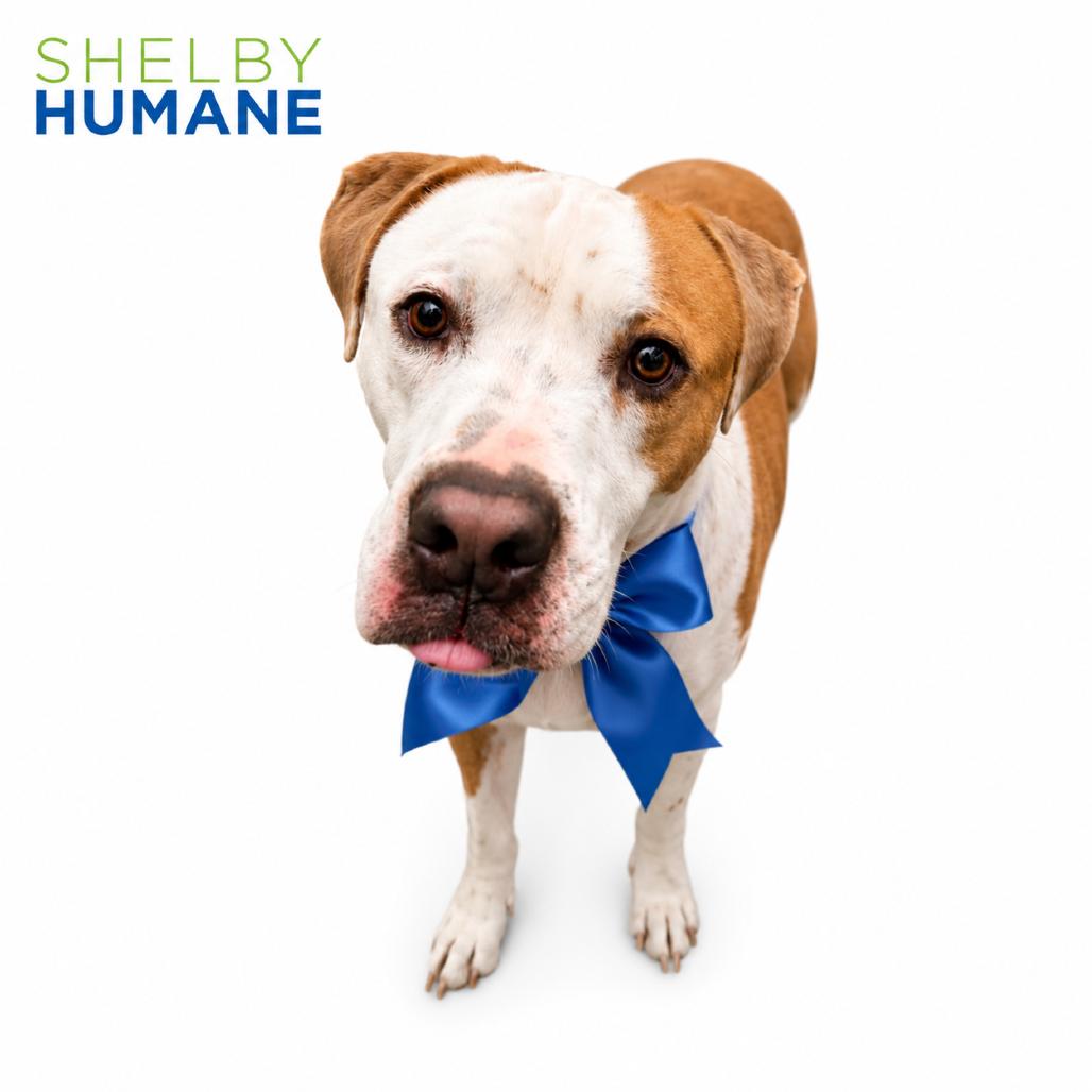 Enlarge Socks, a Adoptable Mixed Breed in Columbiana, AL image 2/3