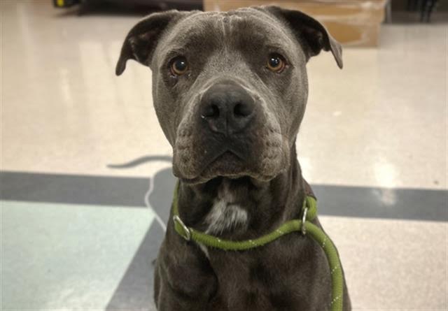 Enlarge Harley A392480, a Adopted Pit Bull Terrier in Petaluma, CA image 1/1