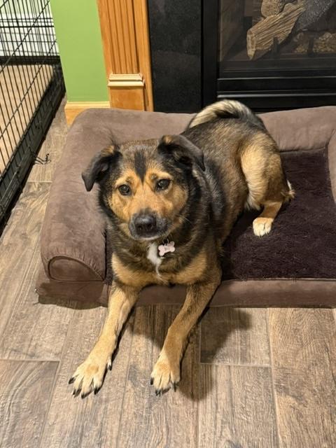 Enlarge Tillie, a ADOPTABLE mixed breed in Manhasset, NY image 2/6
