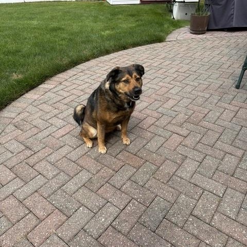 Enlarge Tillie, a ADOPTABLE mixed breed in Manhasset, NY image 6/6