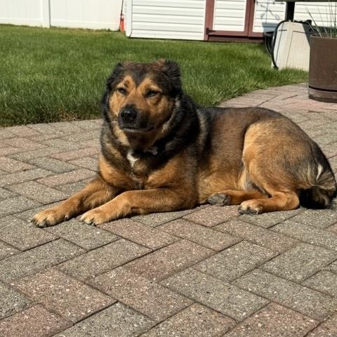 Enlarge Tillie, a ADOPTABLE mixed breed in Manhasset, NY image 2/6
