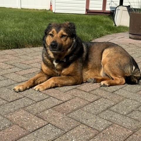 Enlarge Tillie, a ADOPTABLE mixed breed in Manhasset, NY image 4/6