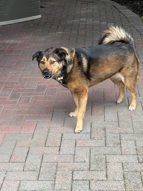 Enlarge Tillie, a ADOPTABLE mixed breed in Manhasset, NY image 5/6