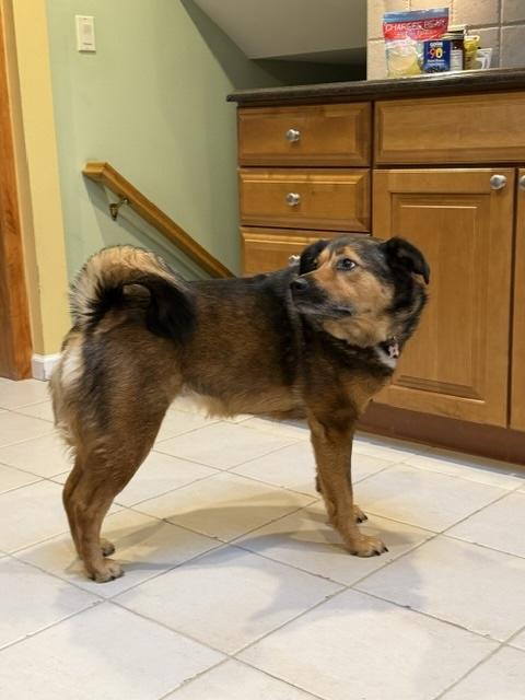 Enlarge Tillie, a ADOPTABLE mixed breed in Manhasset, NY image 3/6