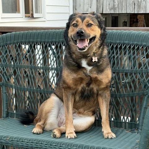 Enlarge Tillie, a ADOPTABLE mixed breed in Manhasset, NY image 1/6
