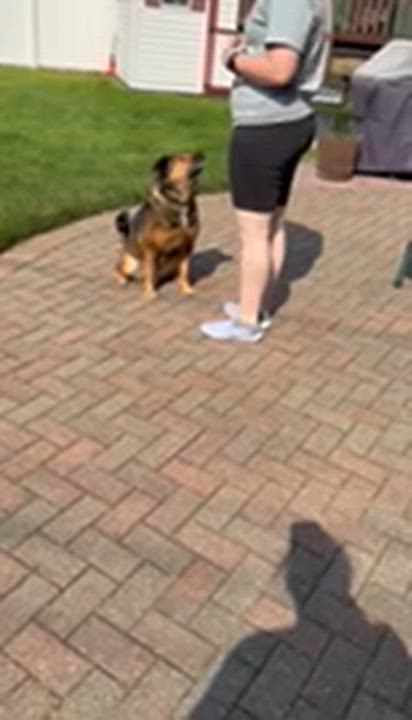 Enlarge Tillie, a ADOPTABLE mixed breed in Manhasset, NY video 3/6