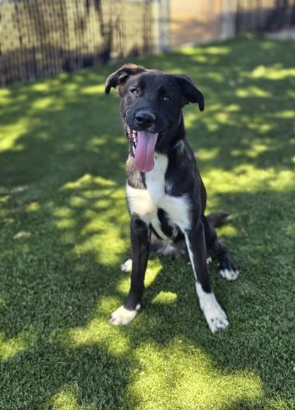 Nathan, an adoptable mixed breed in Red Bluff, CA image 2/3