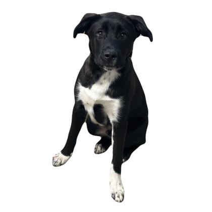 Nathan, an adoptable mixed breed in Red Bluff, CA image 3/3