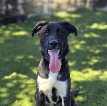 Nathan, adoptable, Young Male Labrador Retriever.