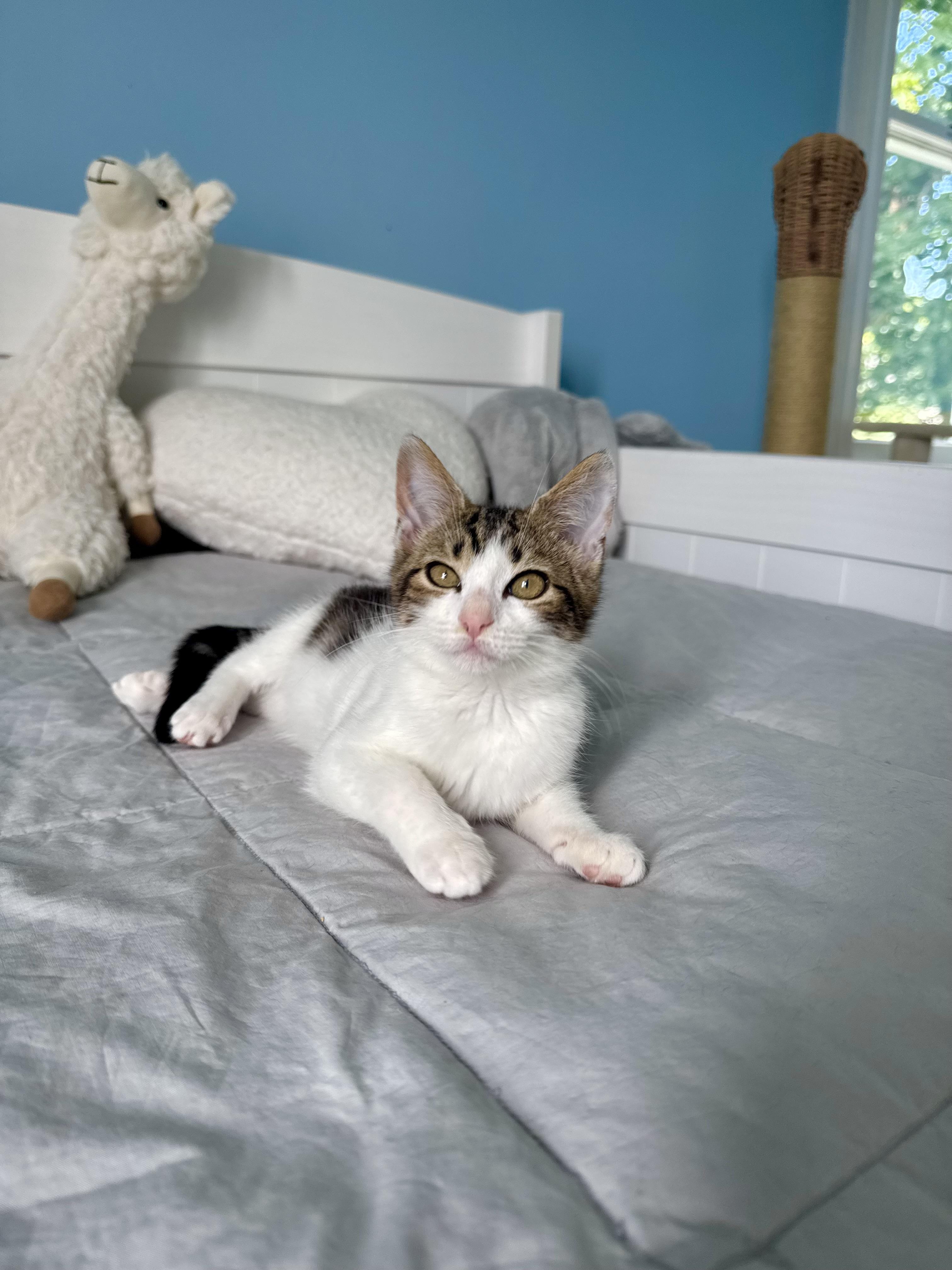 Rosie, a ADOPTABLE Domestic Short Hair in Ramsey, NJ image 2/6