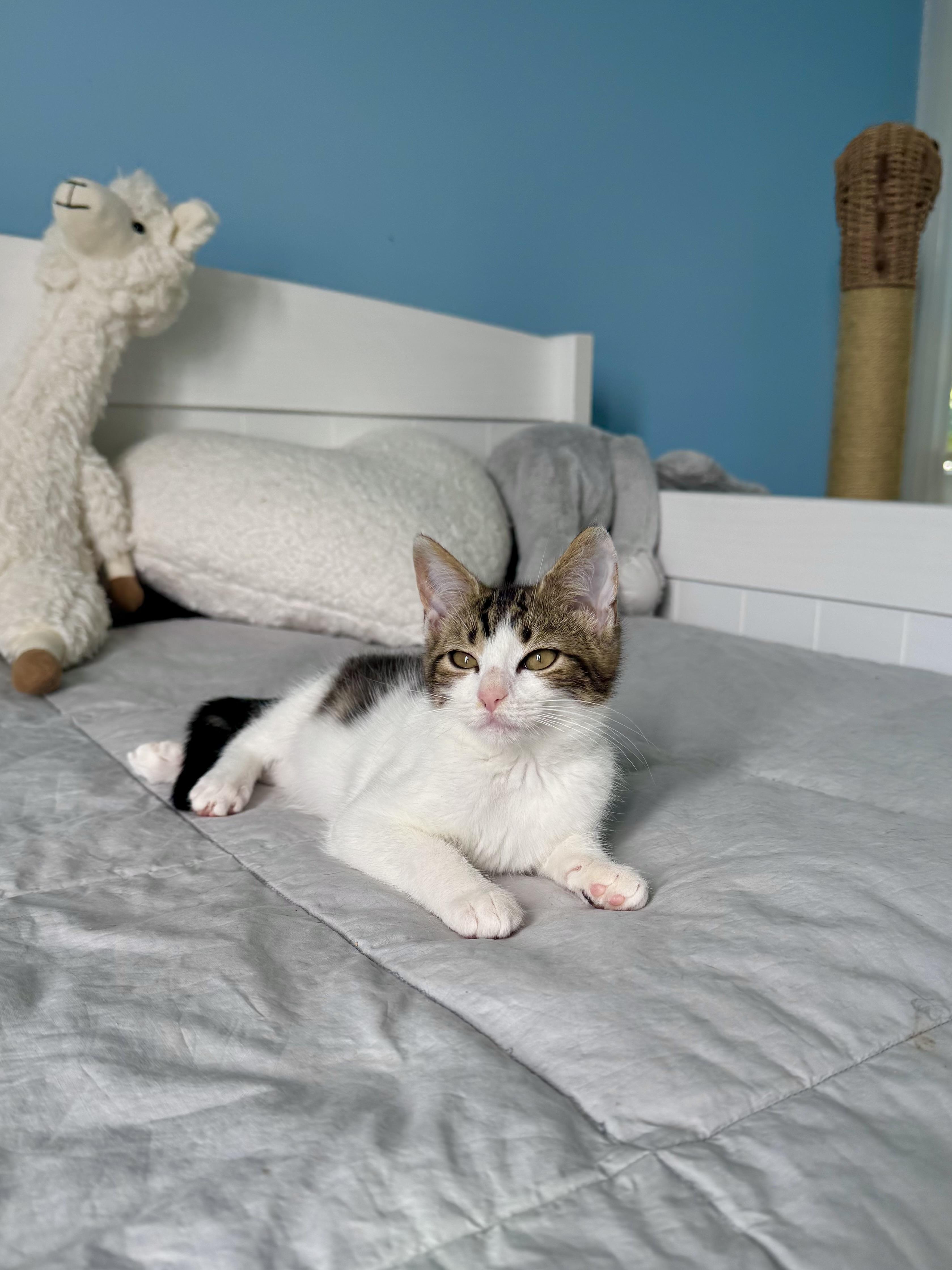 Rosie, a ADOPTABLE Domestic Short Hair in Ramsey, NJ image 5/6