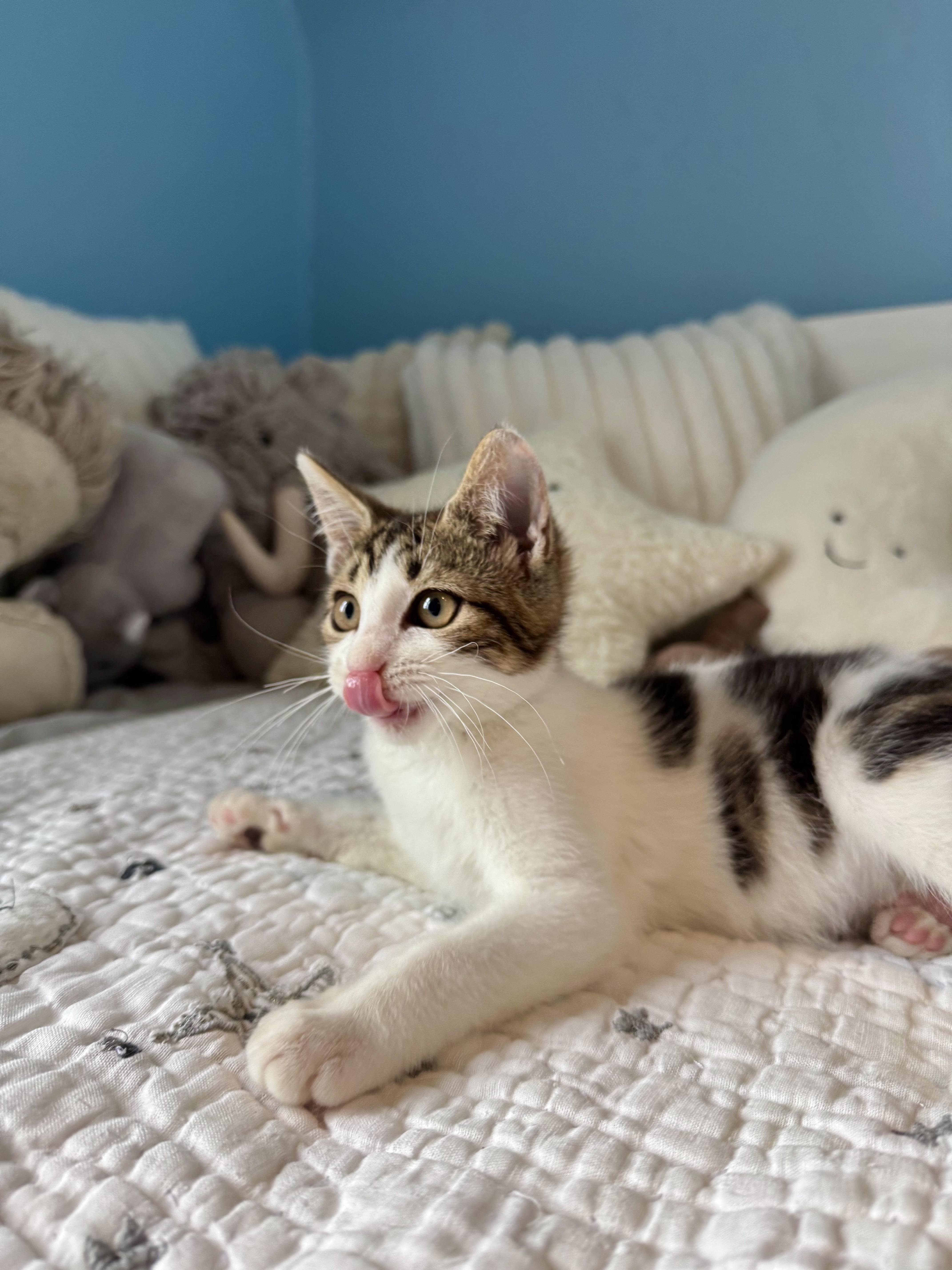 Rosie, a ADOPTABLE Domestic Short Hair in Ramsey, NJ image 4/6