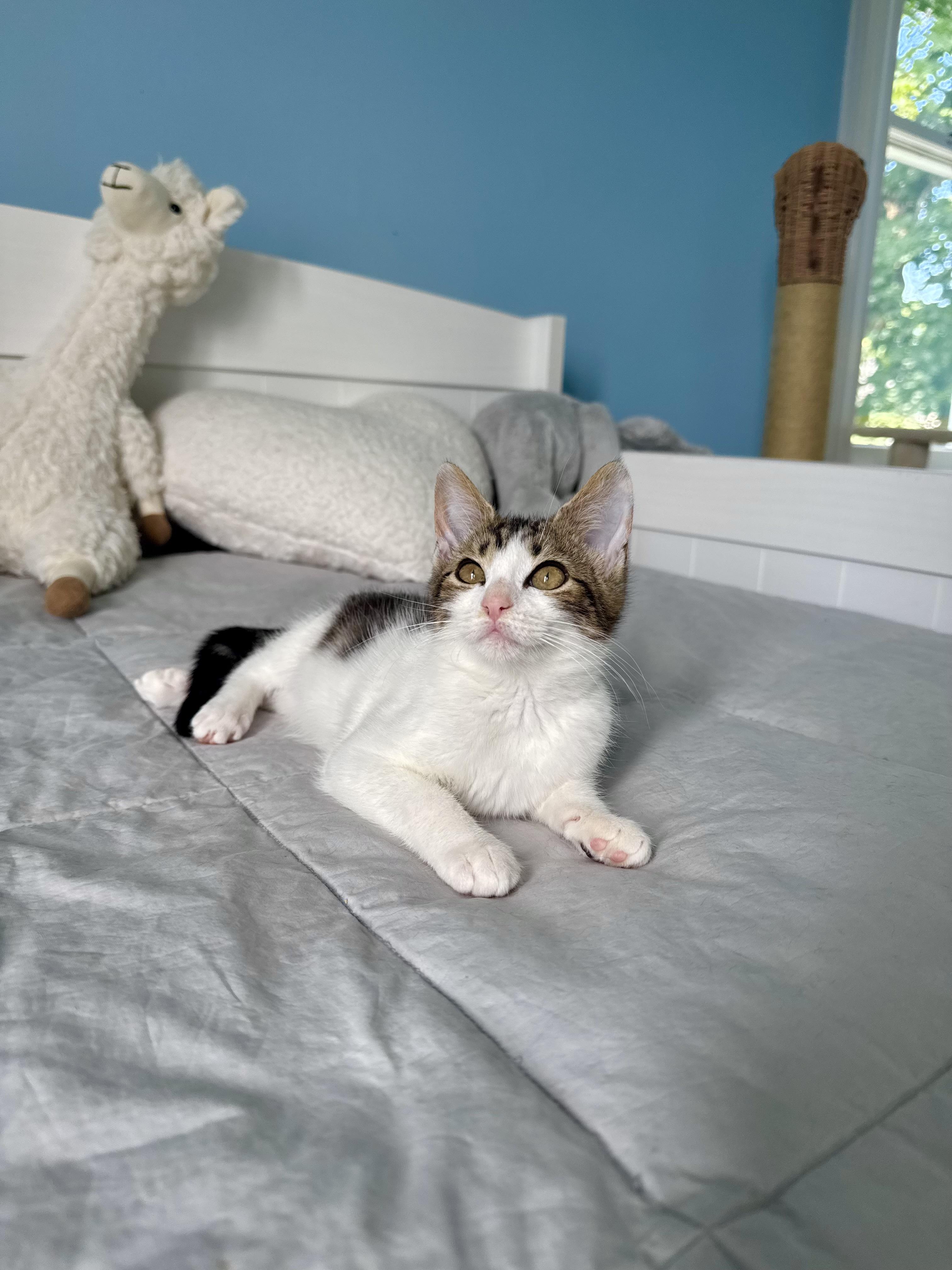 Rosie, ADOPTABLE, Kitten Female Domestic Short Hair.