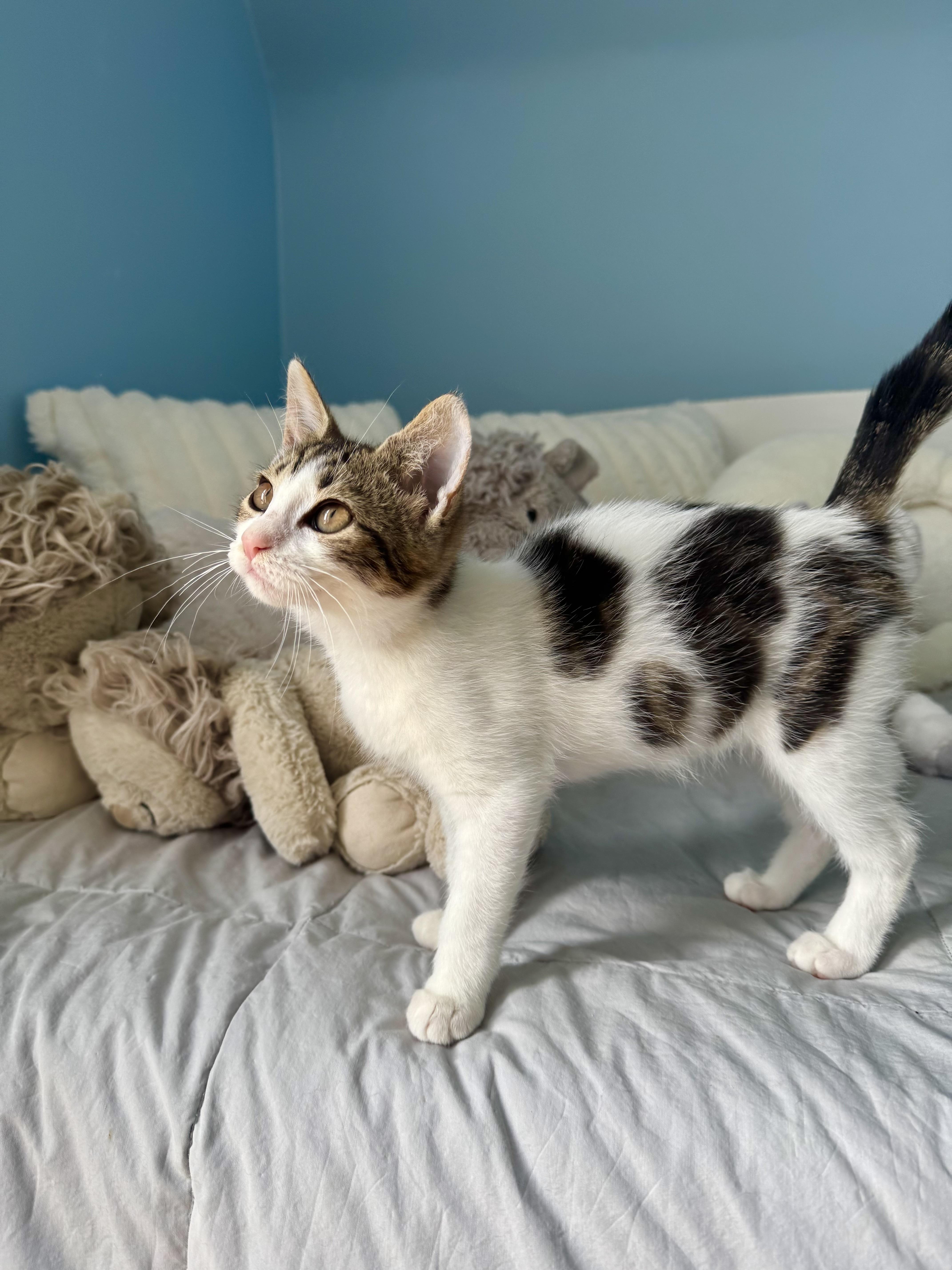 Rosie, a ADOPTABLE Domestic Short Hair in Ramsey, NJ image 6/6