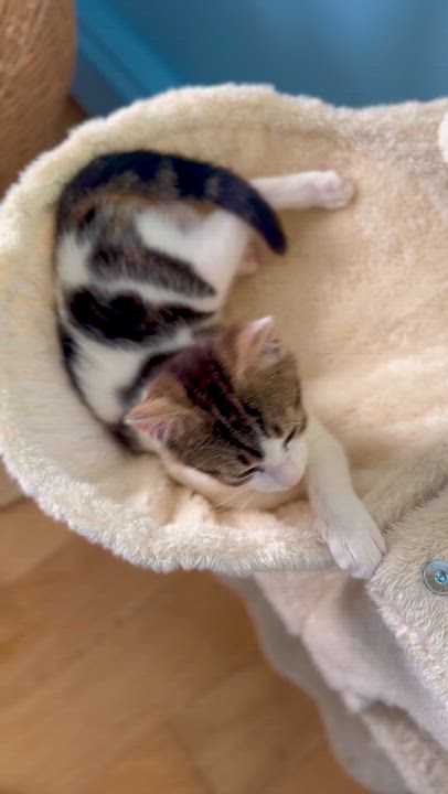 Enlarge Rosie, a ADOPTABLE Domestic Short Hair in Ramsey, NJ video 3/6
