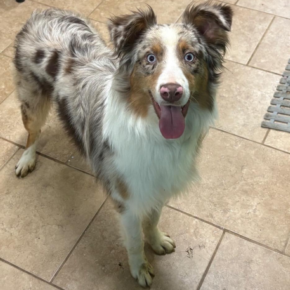 Enlarge Turbo, a ADOPTABLE Australian Shepherd in Louisburg, KS image 3/3