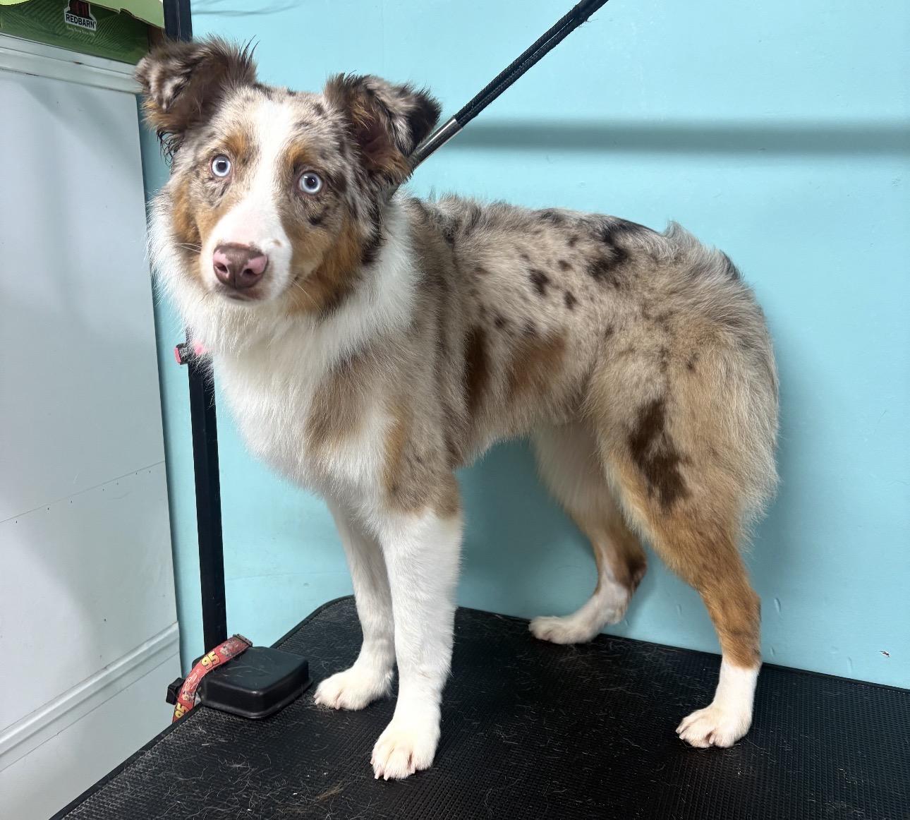 Enlarge Turbo, a ADOPTABLE Australian Shepherd in Louisburg, KS image 2/3