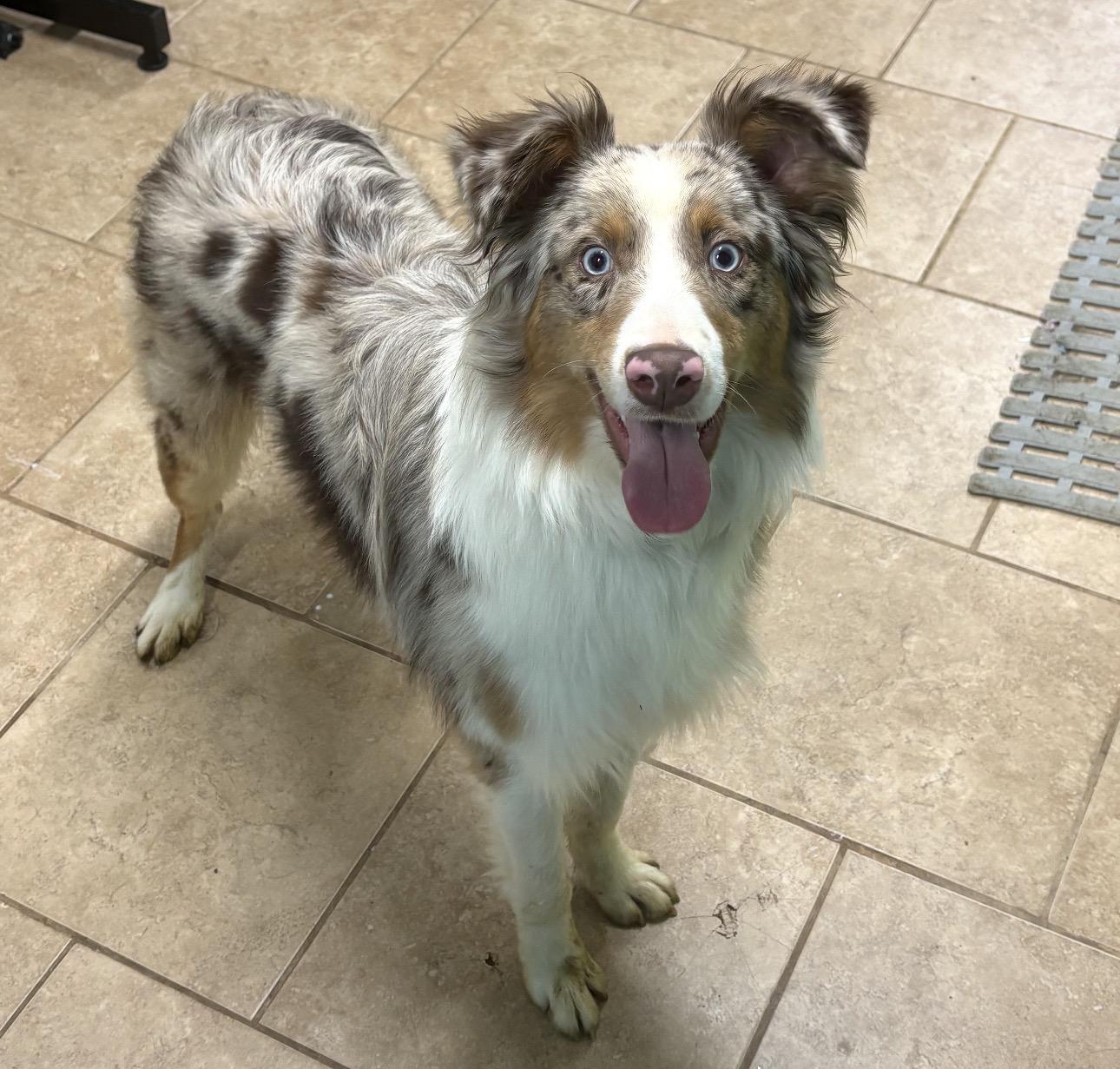 Enlarge Turbo, a ADOPTABLE Australian Shepherd in Louisburg, KS image 1/3