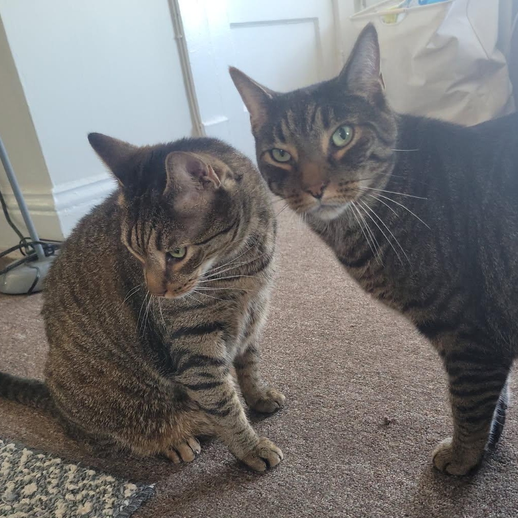 Enlarge Chaz & Chadwick Bonded Brothers. Super Sweet, a ADOPTABLE Domestic Short Hair in Clifton, NJ image 2/6