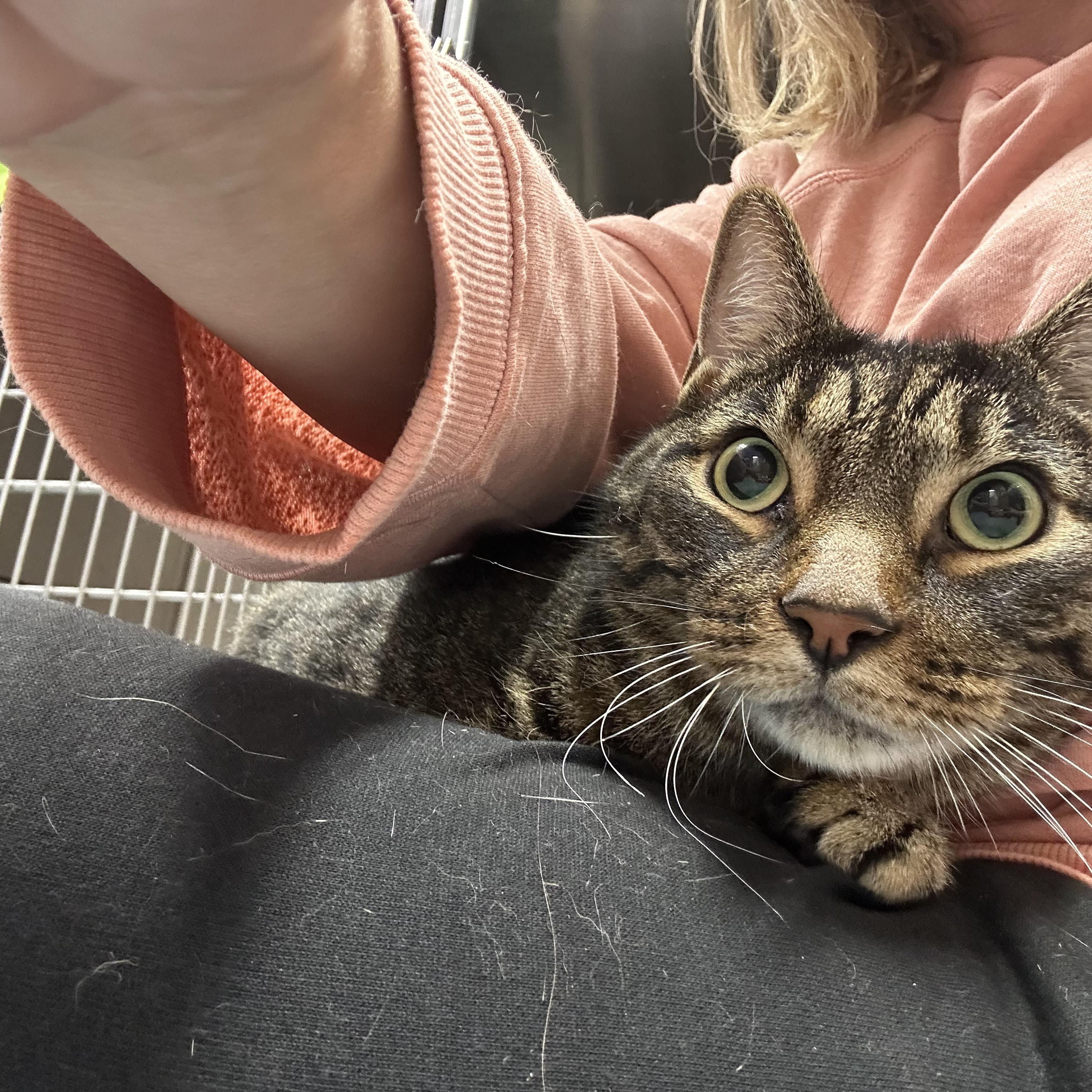 Enlarge Chaz & Chadwick Bonded Brothers. Super Sweet, a ADOPTABLE Domestic Short Hair in Clifton, NJ image 6/6
