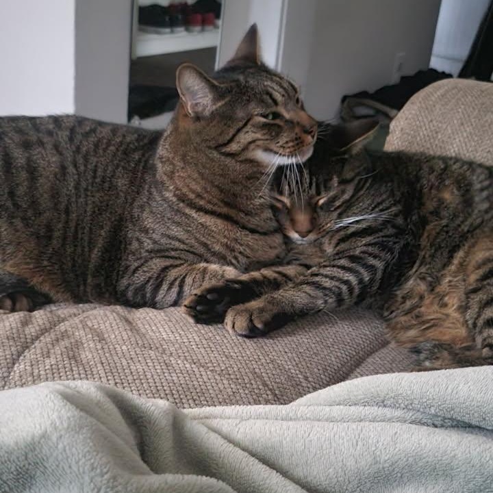 Chaz & Chadwick Bonded Brothers. Super Sweet, ADOPTABLE, Young Male Domestic Short Hair.
