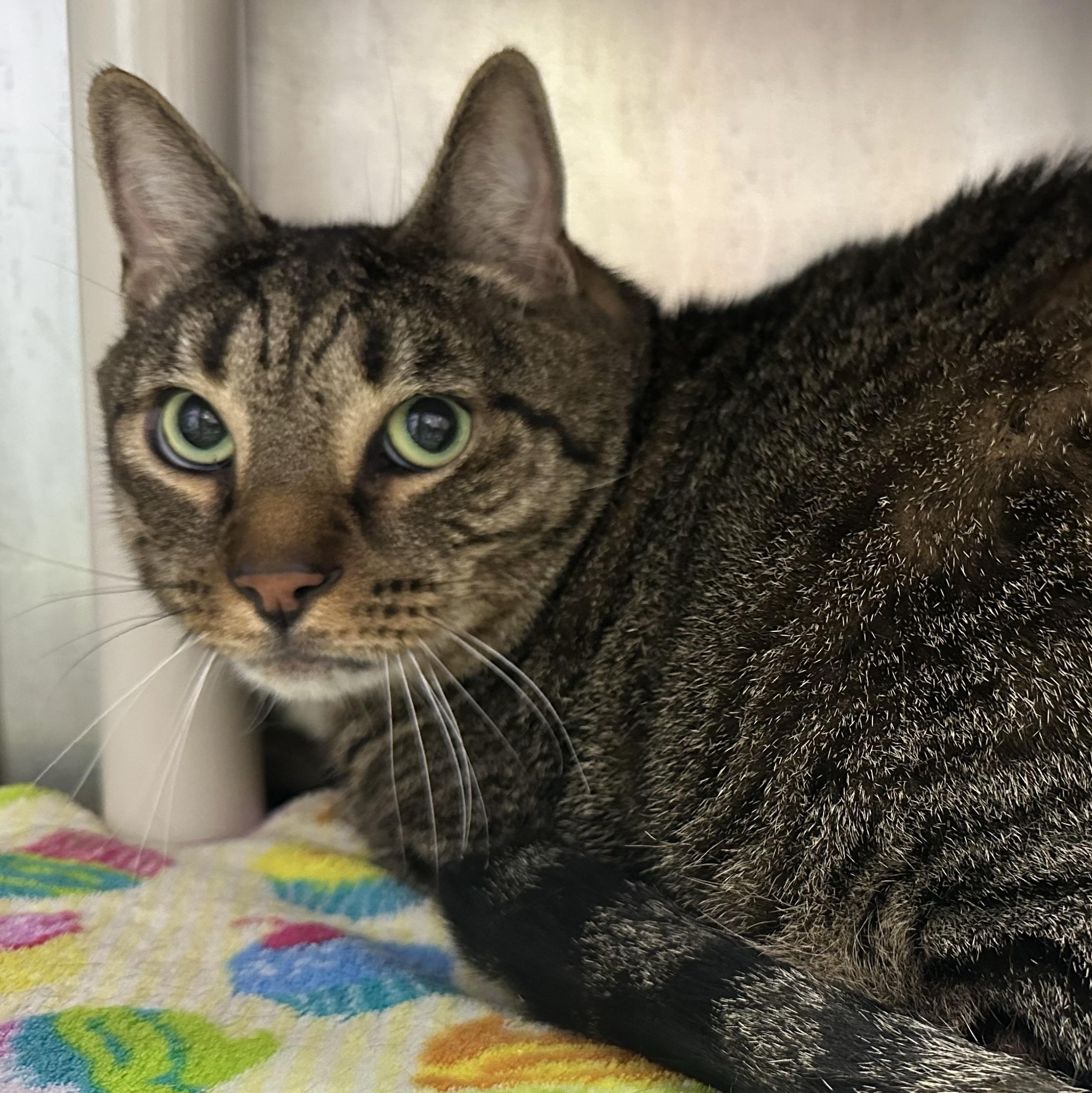 Enlarge Chaz & Chadwick Bonded Brothers. Super Sweet, a ADOPTABLE Domestic Short Hair in Clifton, NJ image 5/6
