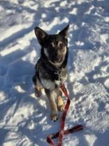 Matilda, adopted, Young Female Siberian Husky.