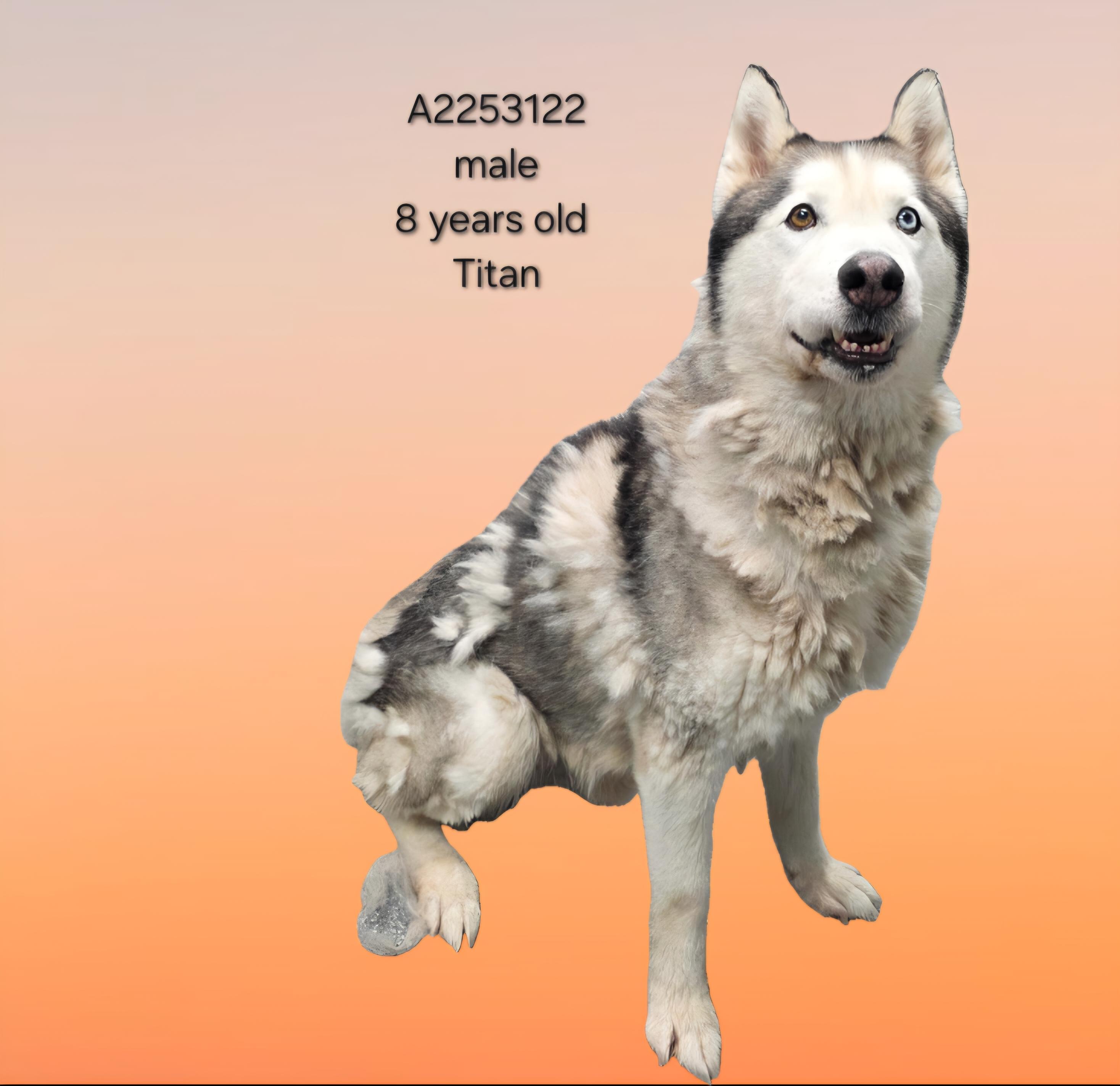 Enlarge TITAN, a Adoptable Siberian Husky in Los Angeles, CA image 1/1