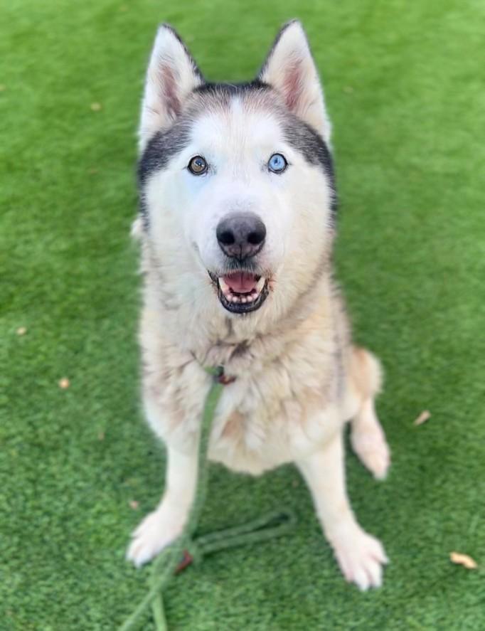 TITAN, Adoptable, Adult Male Siberian Husky.
