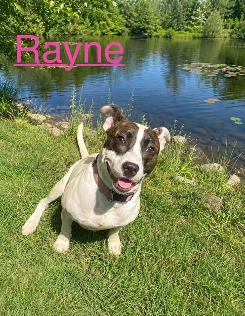 Enlarge Rayne, a Adoptable mixed breed in Zimmerman, MN image 3/3