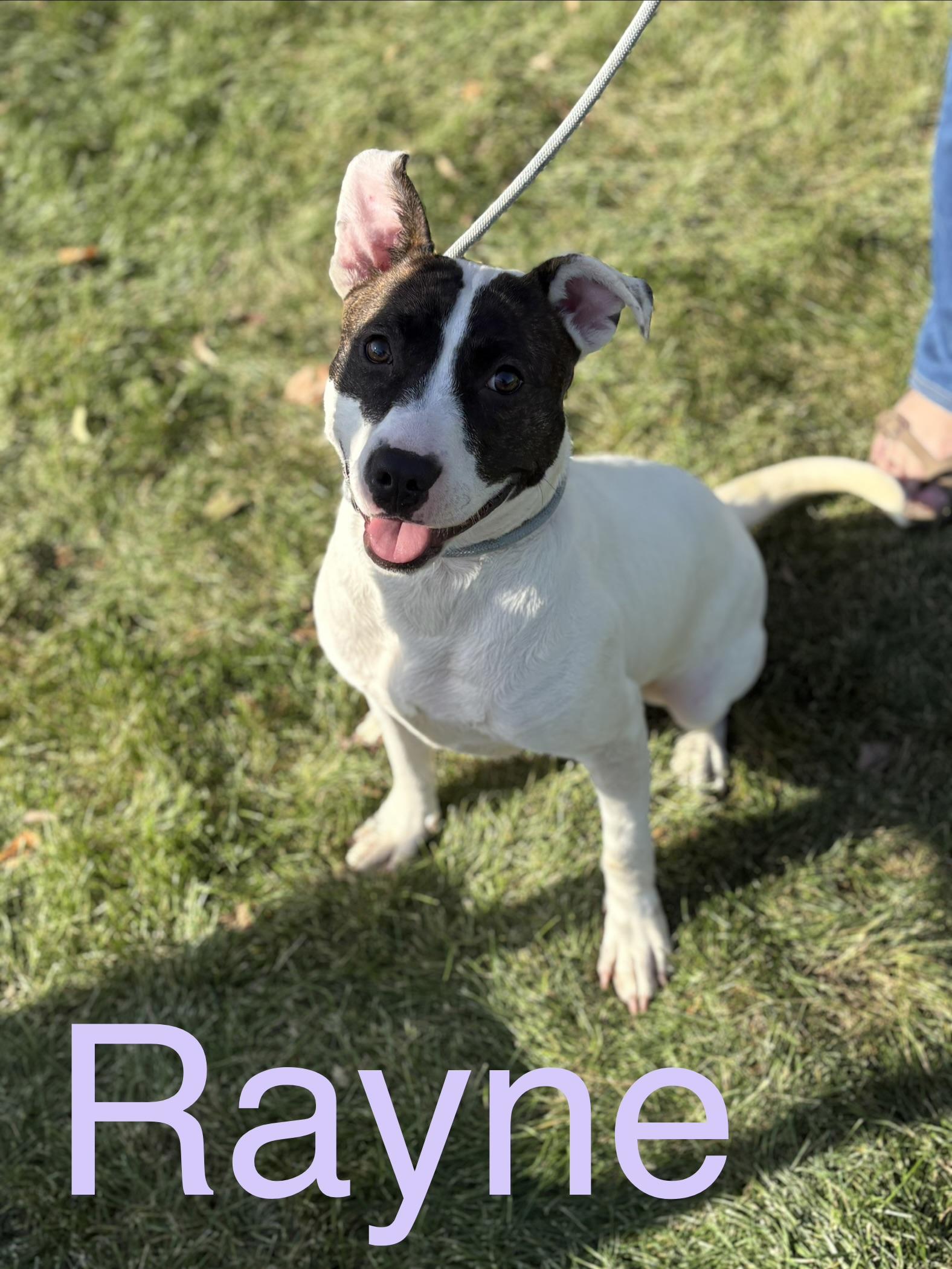 Rayne, Adoptable, Young Female Boston Terrier & Mixed Breed.