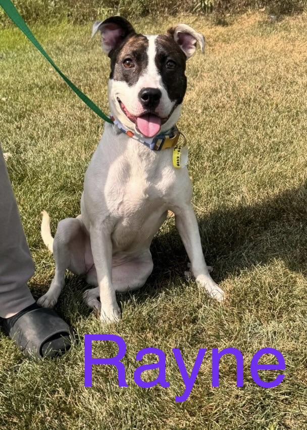 Enlarge Rayne, a Adoptable mixed breed in Zimmerman, MN image 2/3