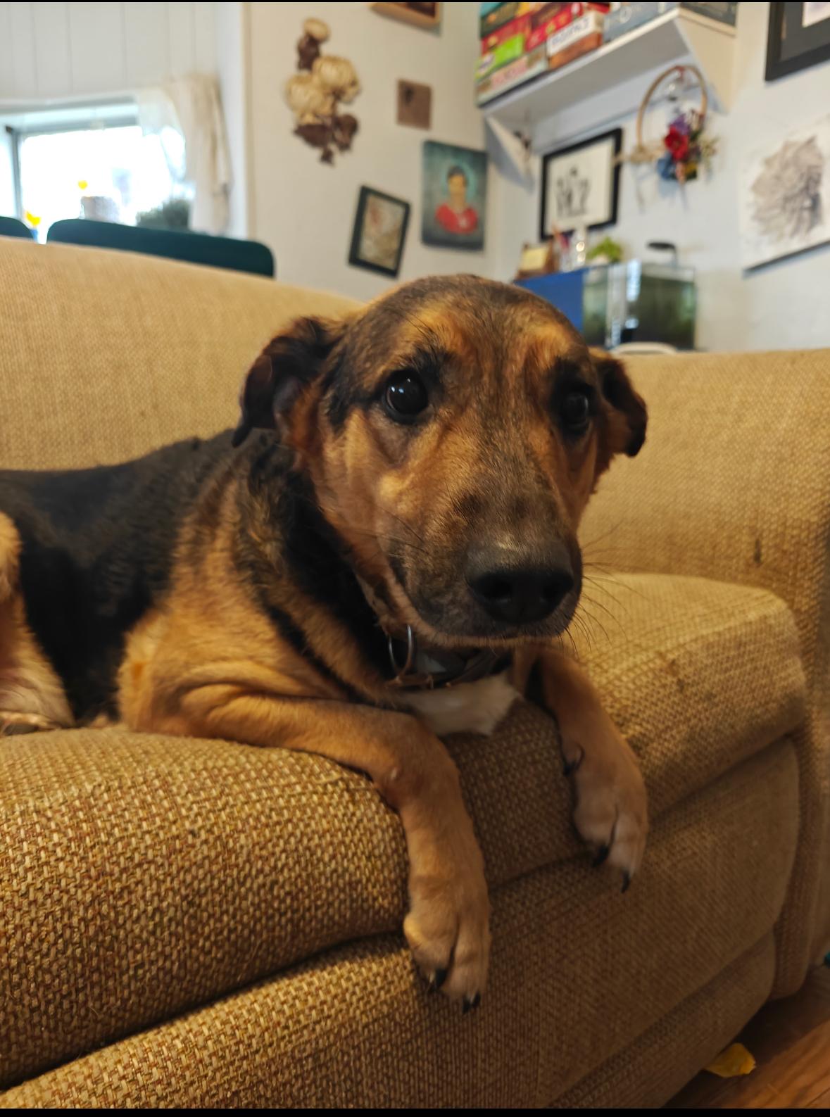 Enlarge Ares, a ADOPTABLE German Shepherd Dog in Felton, PA image 1/1