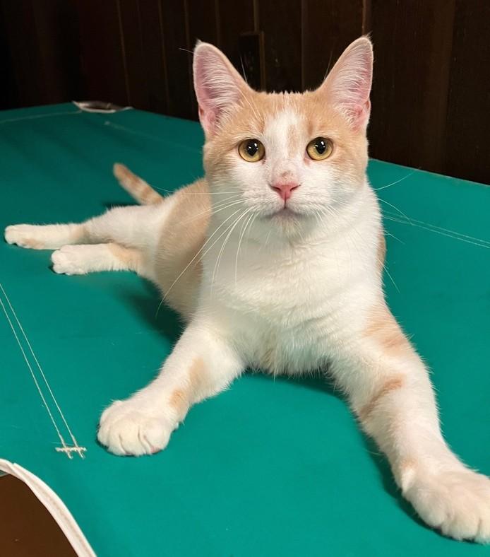 Enlarge Peach, a Adoptable Domestic Short Hair in China Township, MI image 1/6