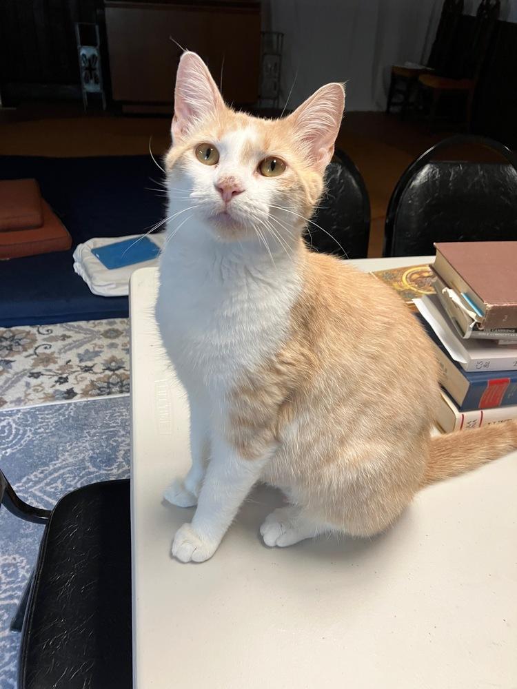 Peach, Adoptable, Young Female Domestic Short Hair.