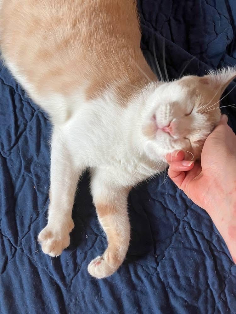 Enlarge Peach, a Adoptable Domestic Short Hair in China Township, MI image 3/6