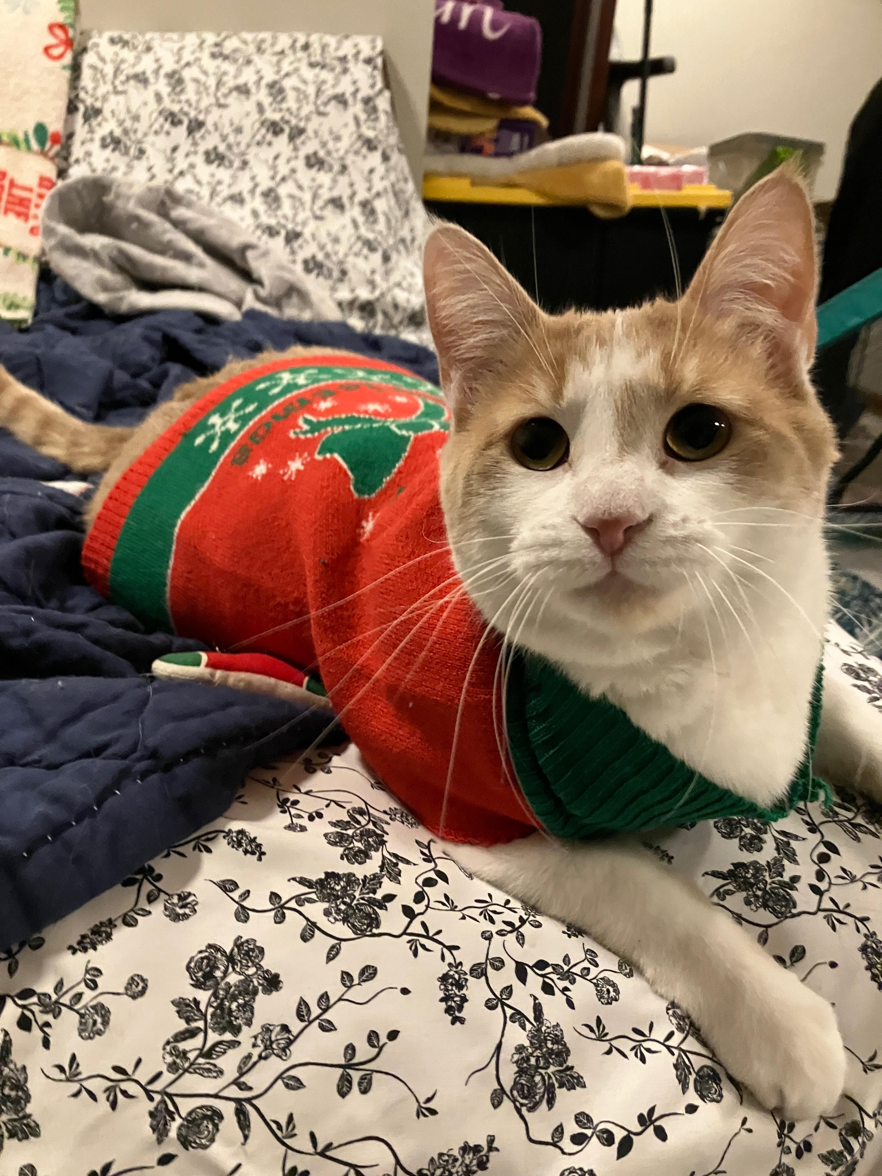 Enlarge Peach, a Adoptable Domestic Short Hair in China Township, MI image 6/6