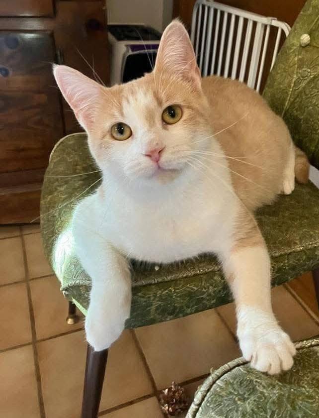 Enlarge Peach, a Adoptable Domestic Short Hair in China Township, MI image 5/6