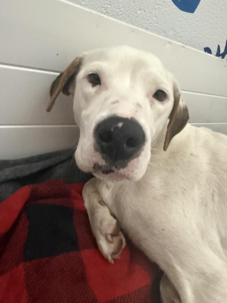 Catelyn, Adoptable, Young Female Hound & American Staffordshire Terrier.