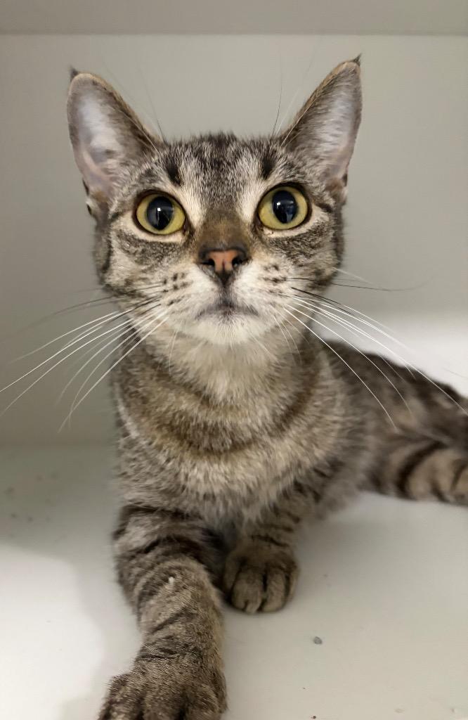 Pearl, a Adoptable mixed breed in Huntington, IN image 1/2