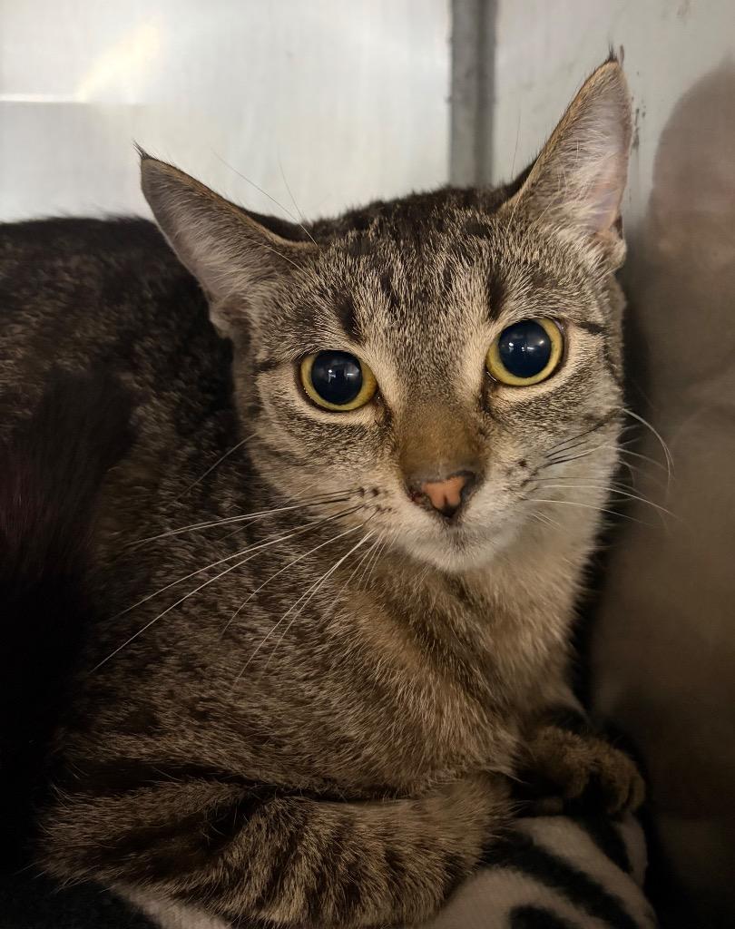 Pearl, a Adoptable mixed breed in Huntington, IN image 2/2