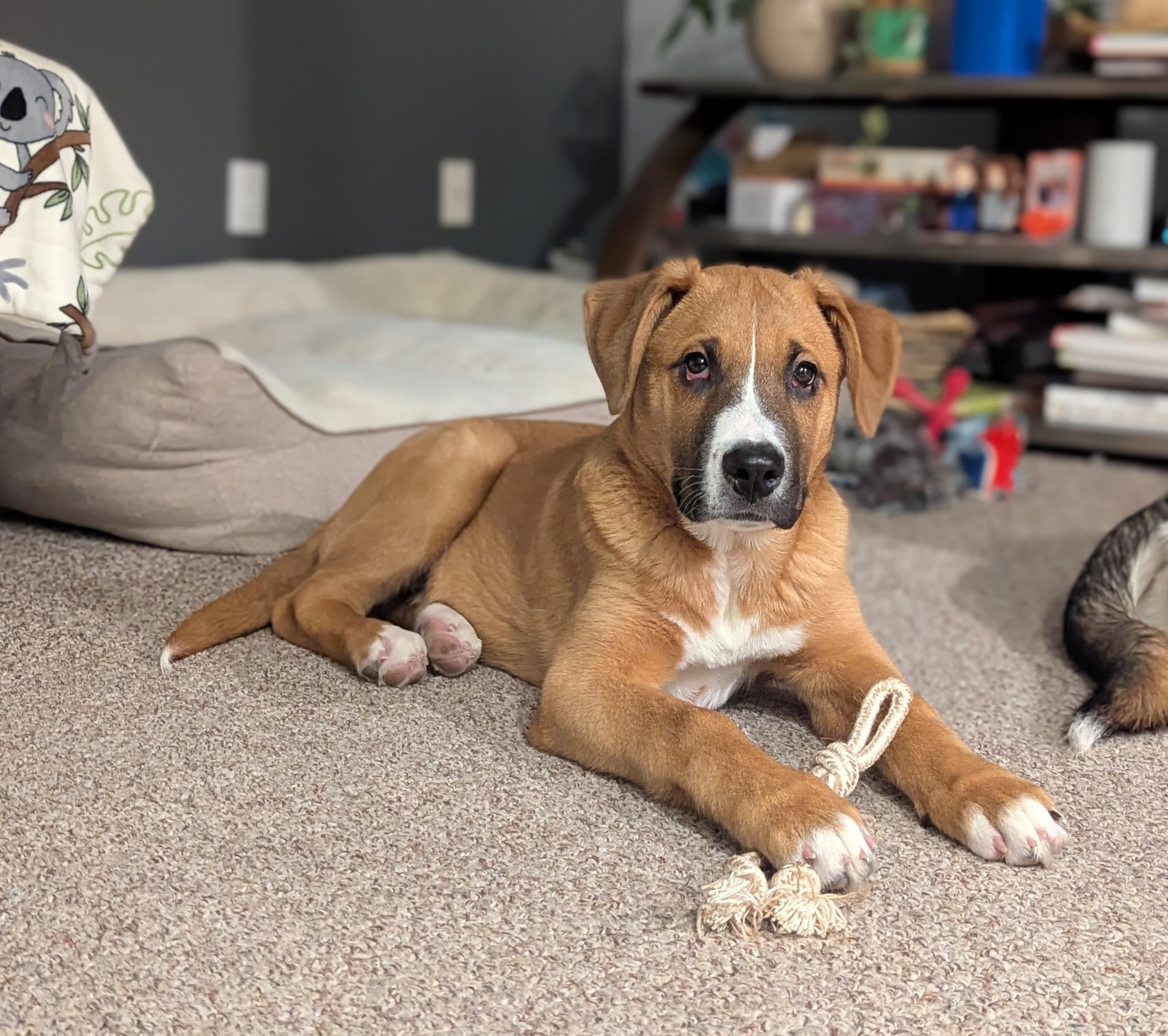 Enlarge Chili Pepper, an adoptable mixed breed in Winnipeg, MB image 1/5